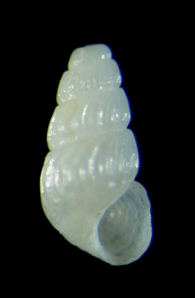 Chrysallida flexuosa